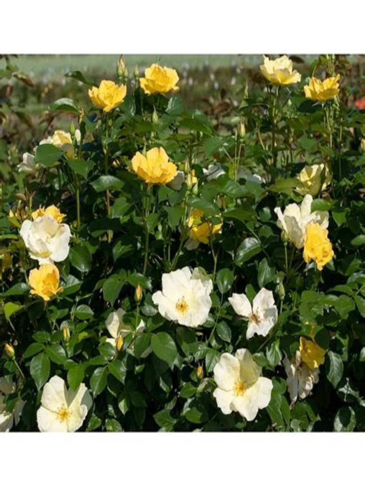 Are Knock Out roses fragrant – Google Search
