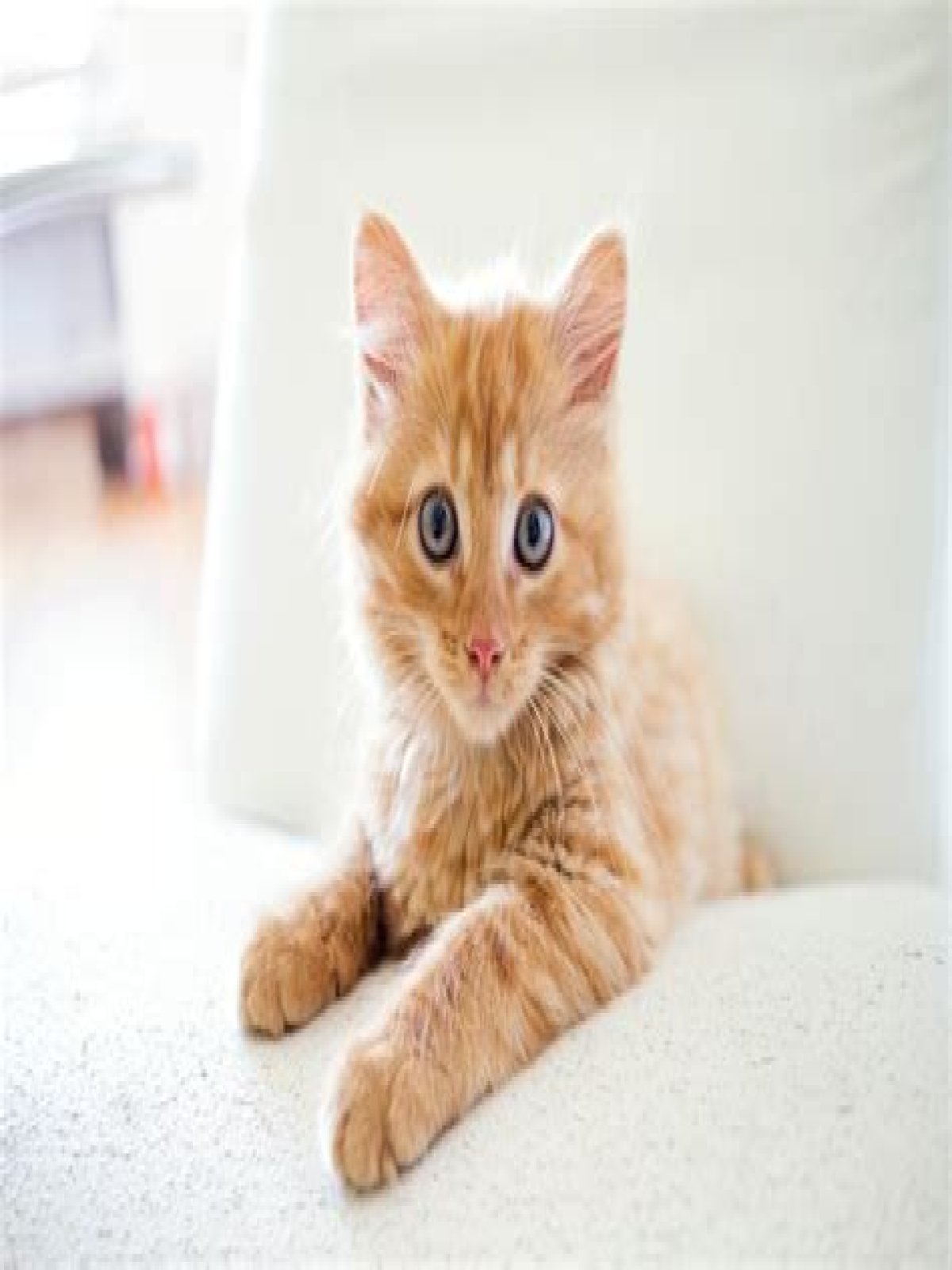 Do cats understand when humans talk to them?