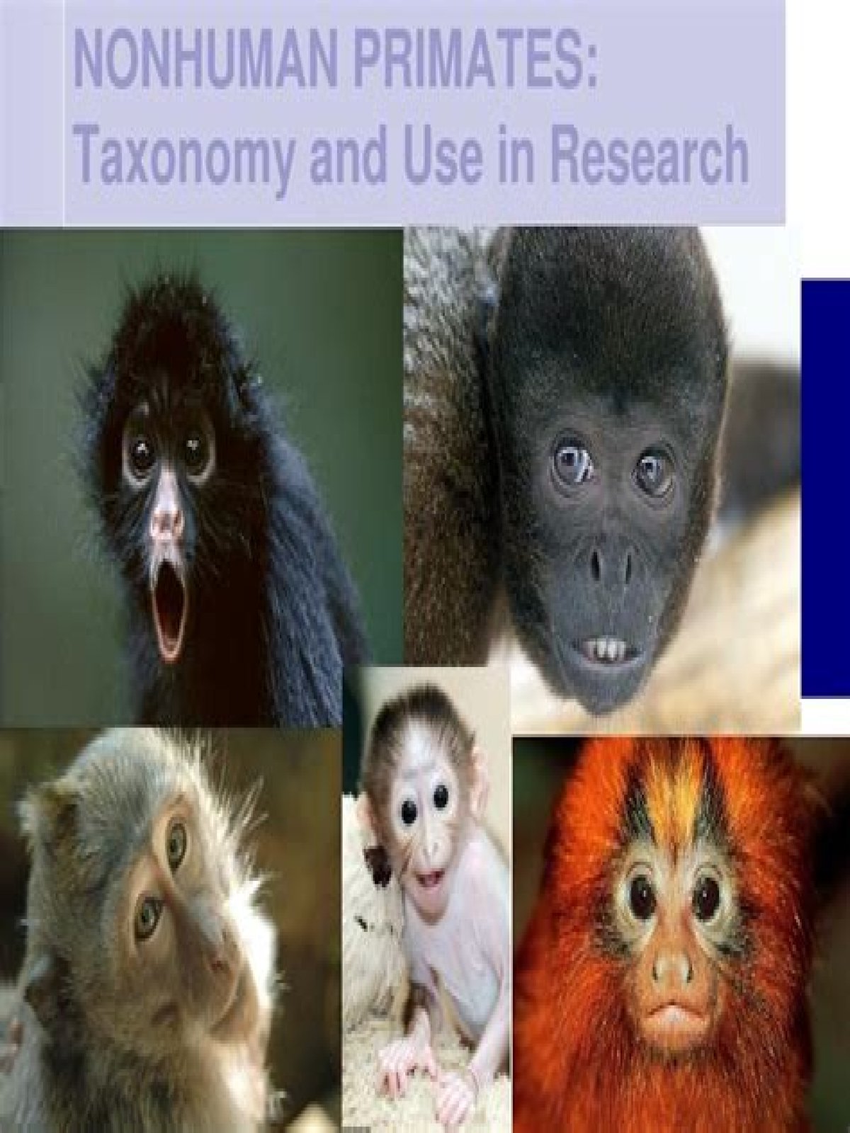How are primates used in research?