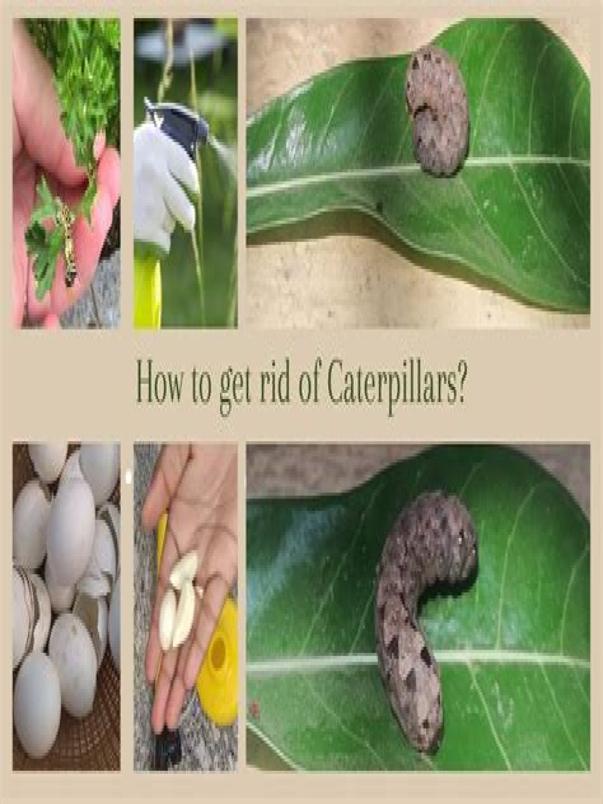 How do you get rid of a caterpillar infestation?