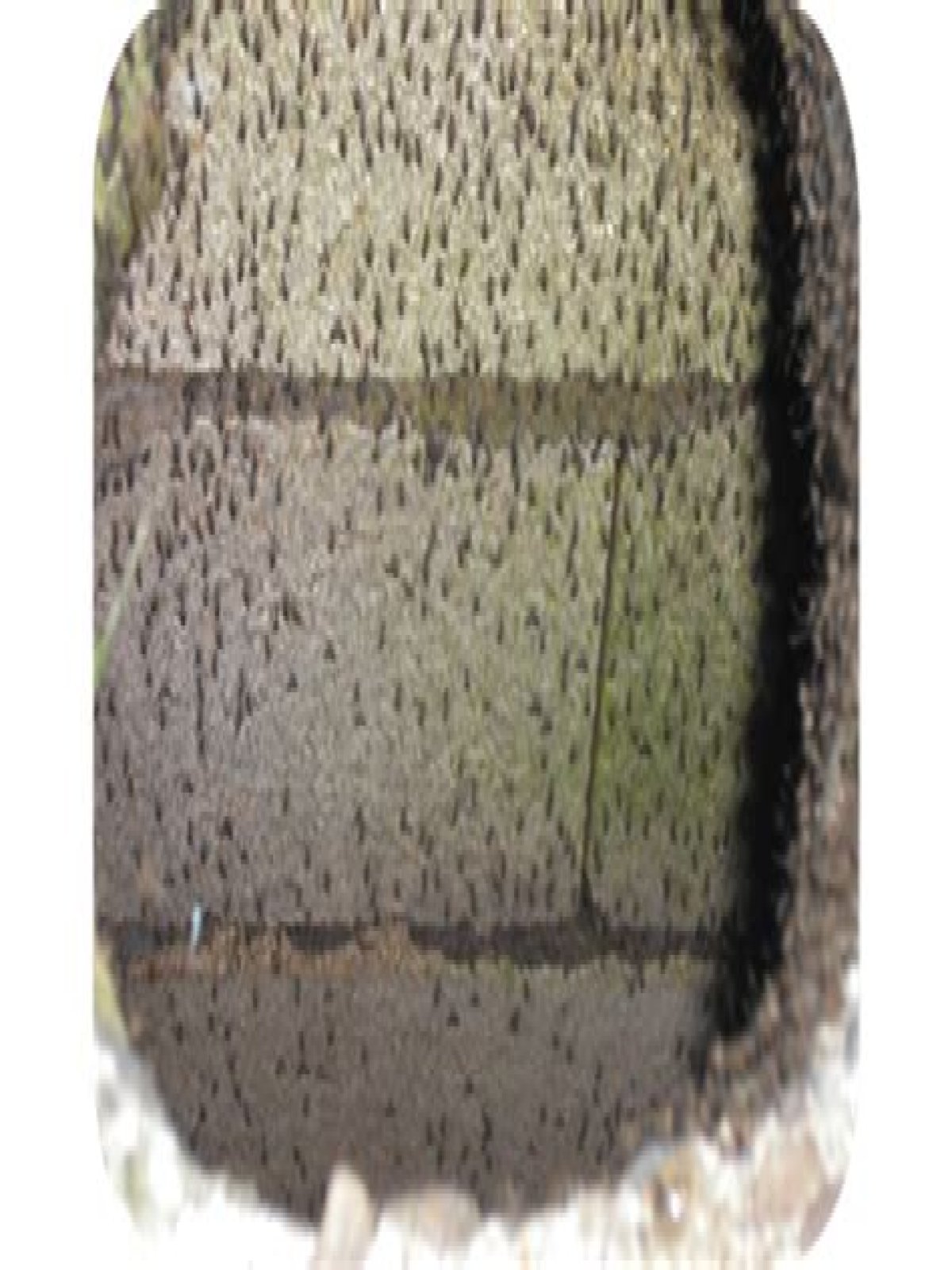 How do you keep mosquitoes from breeding in your septic tank