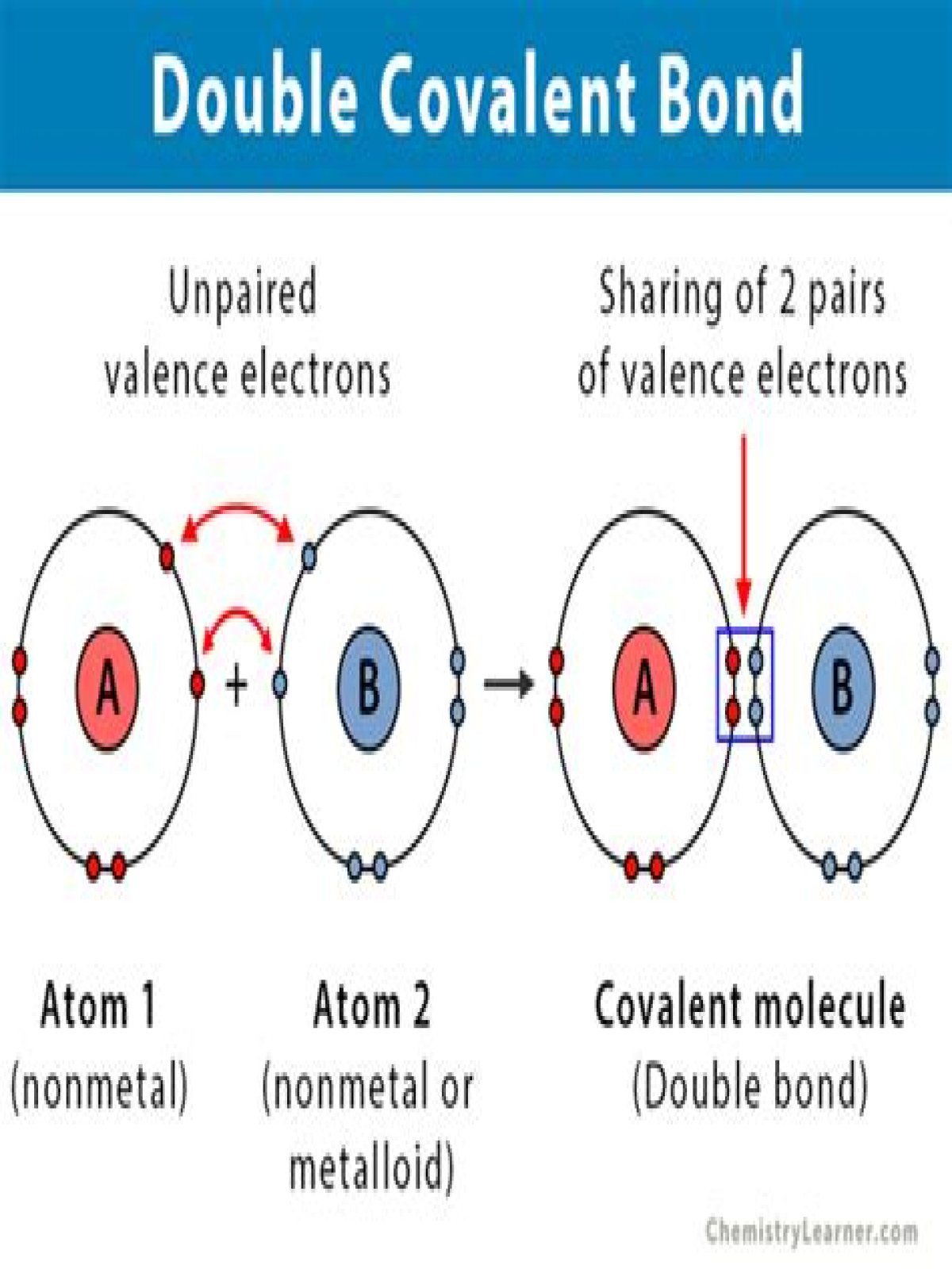 How many electrons are shared in a double covalent bond