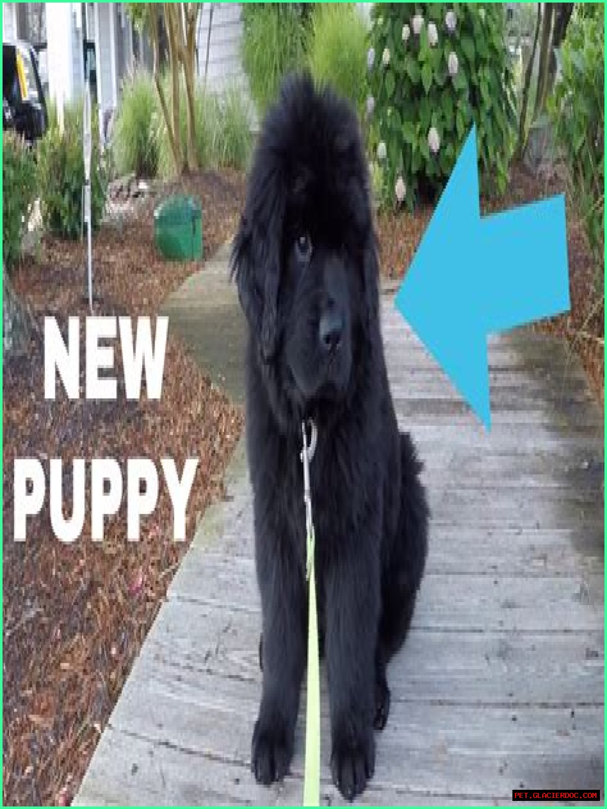 How much does an 8 week old Newfoundland puppy weigh?