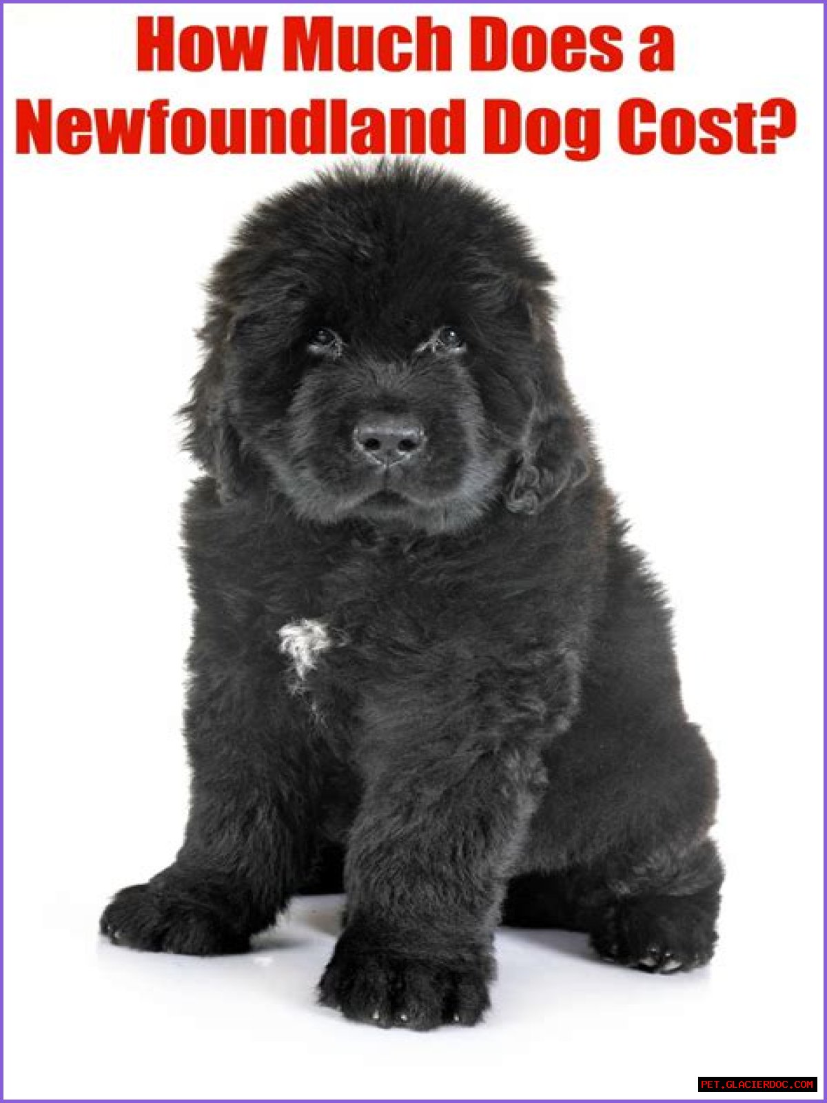 How much does it cost to buy a Newfoundland dog?