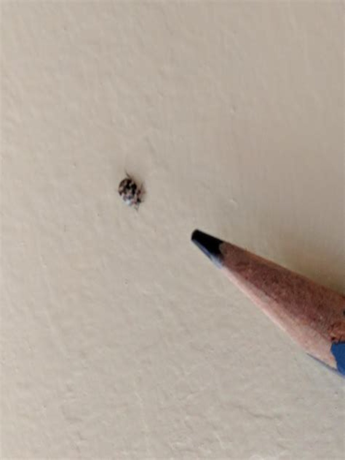 What are little black and white bugs