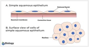 What is simple squamous