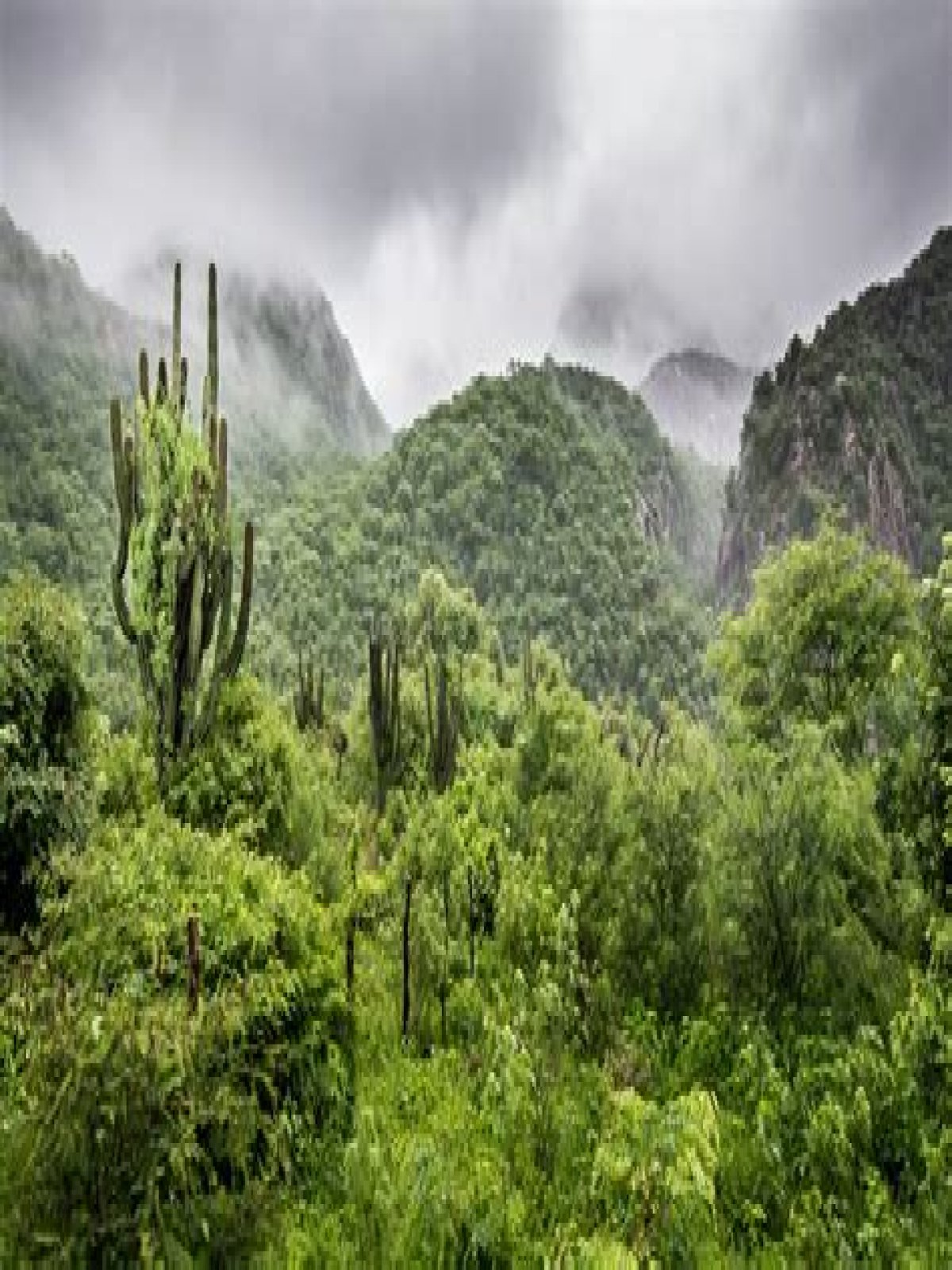 What seasons are in tropical dry forest