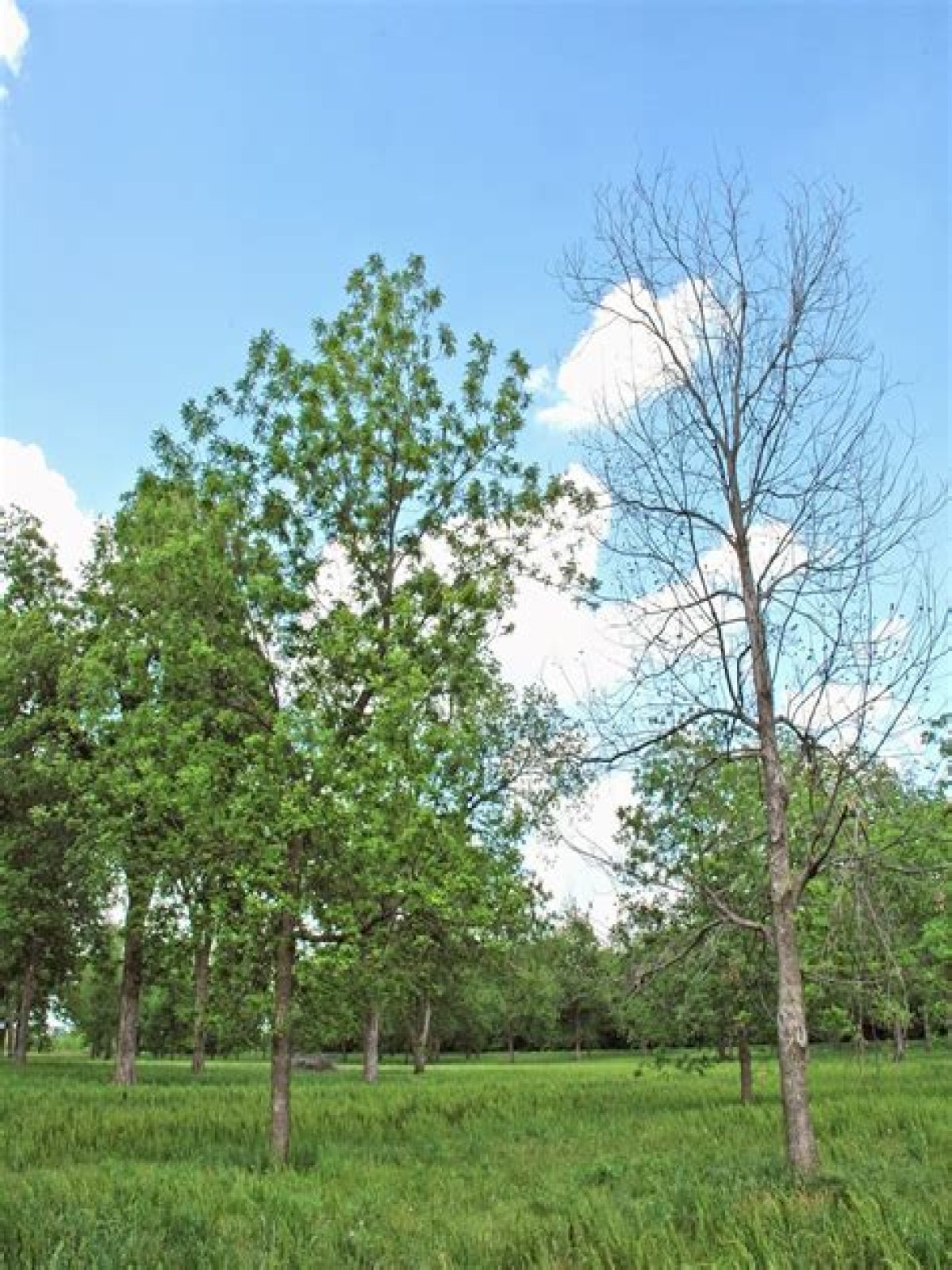 What temperature will kill a pecan tree