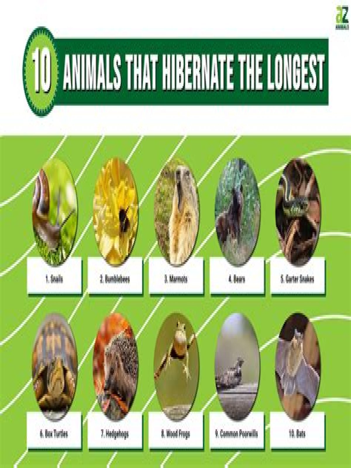 Which animals hibernate for the longest