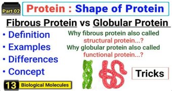 Why are fibrous proteins important?